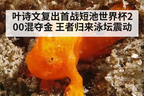 叶诗文复出首战短池世界杯200混夺金 王者归来泳坛震动